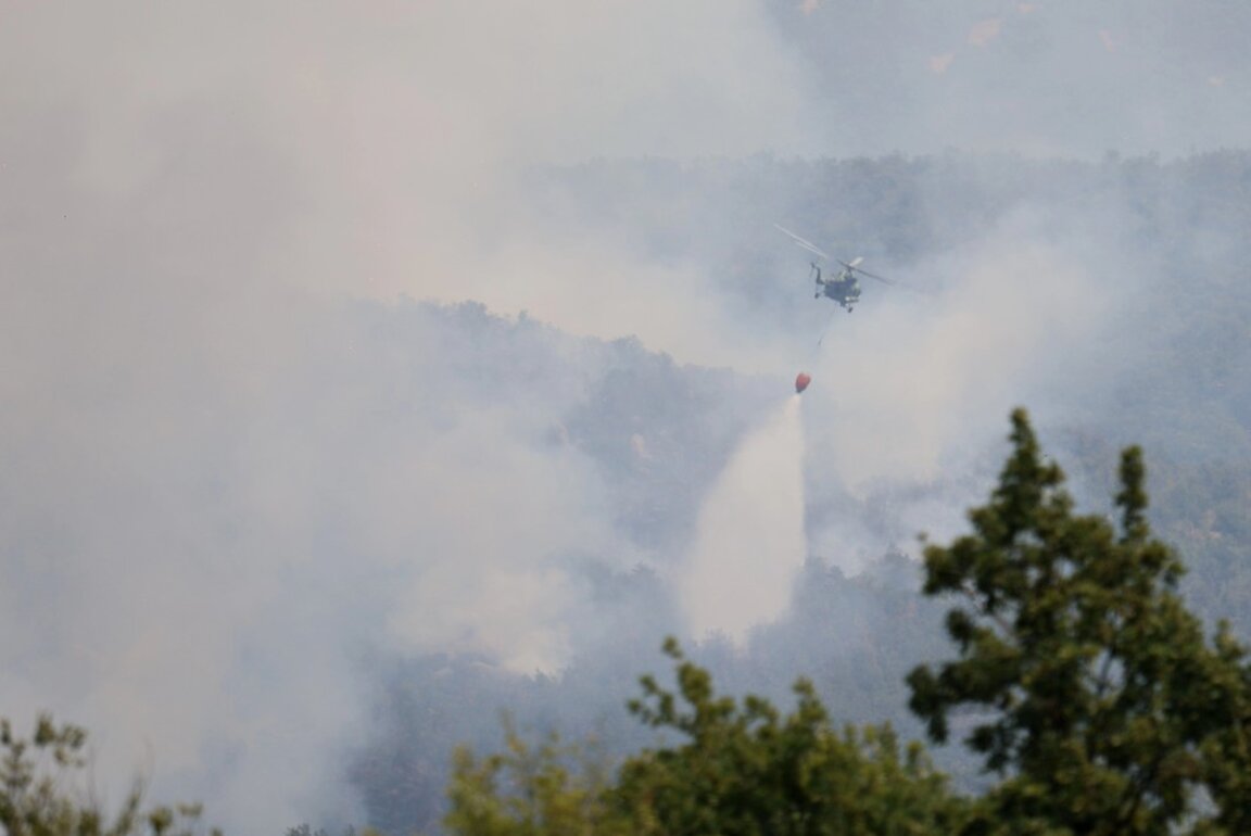 The wildfires have destroyed the habitats of globally endangered birds