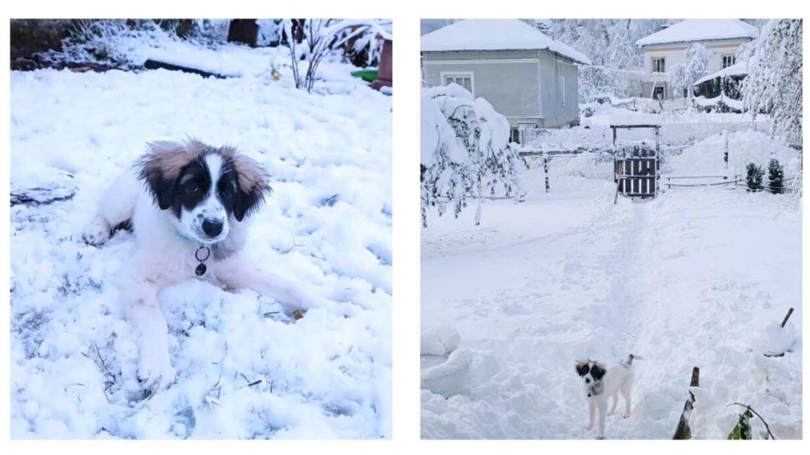 Домашни любимци през студените месеци: Съвети от ветеринар
