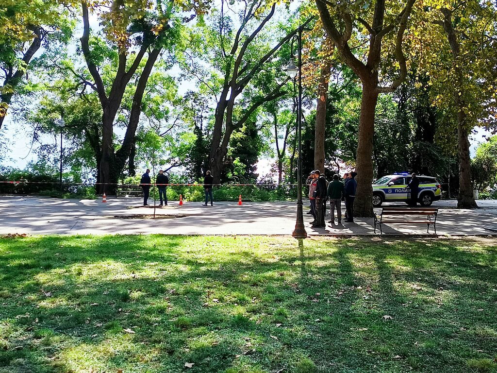 Клон се стовари върху служители по чистотата в Морската градина