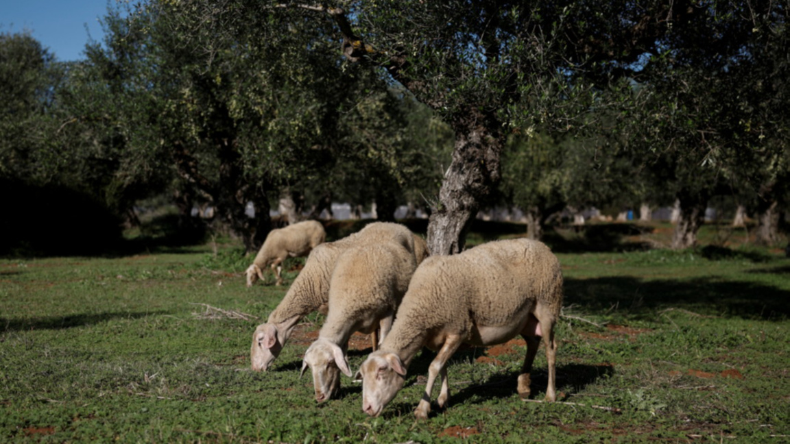 Гърция овце шарка