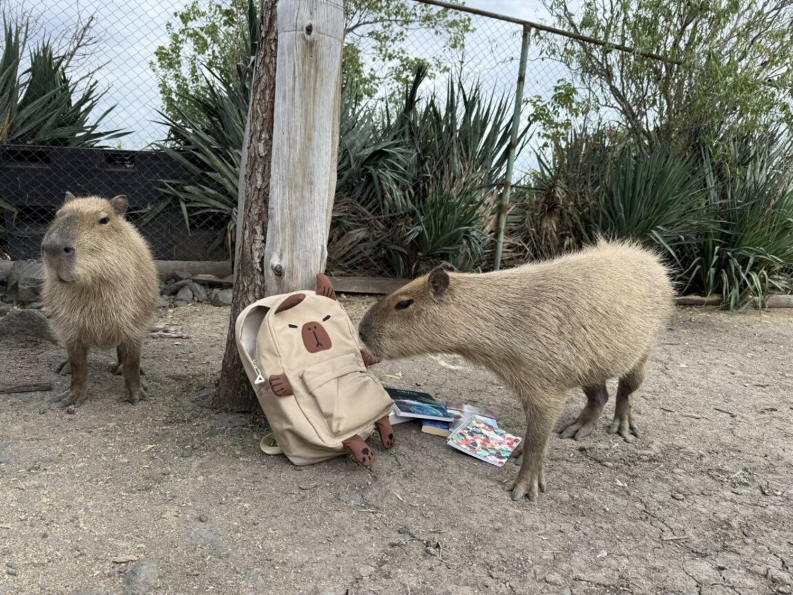 Капибара уикенд в зоопарк Бургас