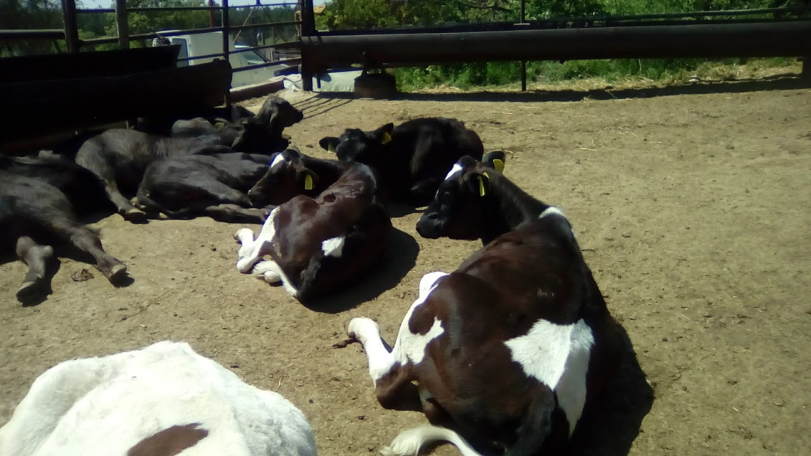 Антракс във ферма с биволи в Силистренско