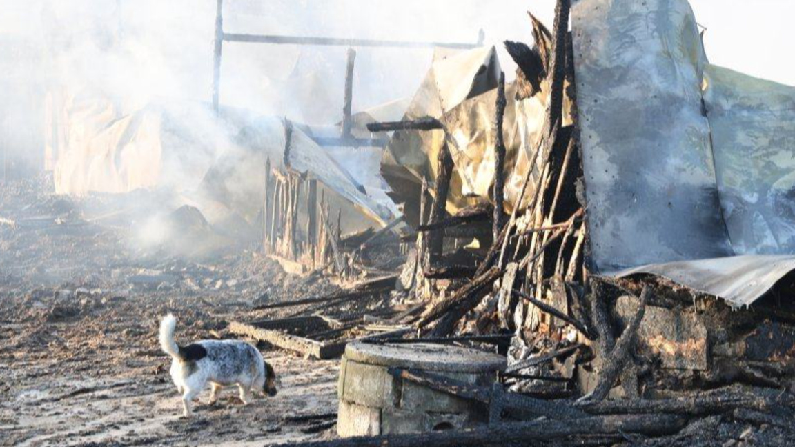 Минувачи са спасили 4 коня от горящата "Фанагория" във Варна