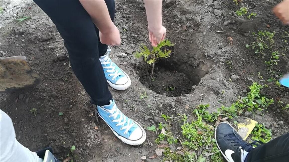 Видински ученици ще садят дръвчета в Крайдунавския парк