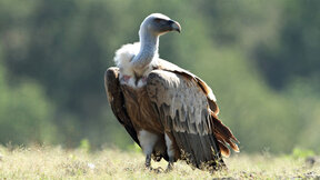 Two griffon vultures hatched in Stara Zagora Zoo to be released into the wild