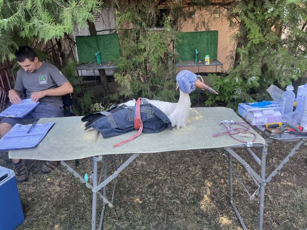 Бели щъркели, лекувани в Центъра за диви животни в Стара Загора, отлитат на свобода