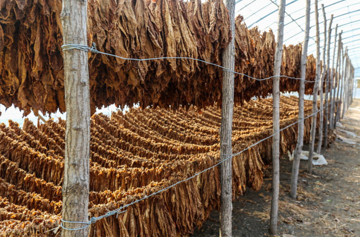 Срокът за вписване на тютюнопроизводителите в публичния регистър се удължава с един месец