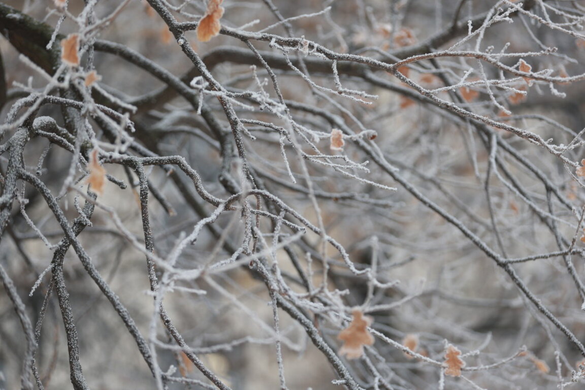 Идните дни – мразовити, но пък слънчеви. Сутрешните градуси падат до минус 20
