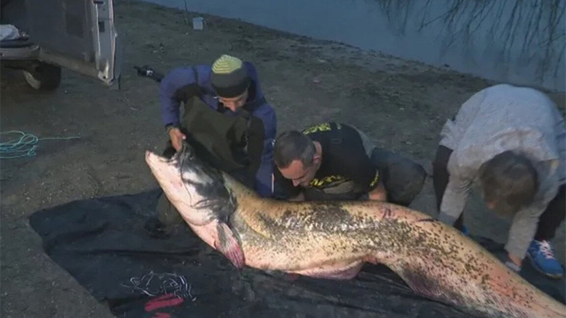 Three anglers catch giant catfish near Dupnitsa