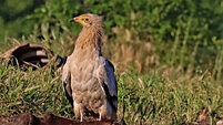 Egyptian vulture poisoned near Krumovgrad