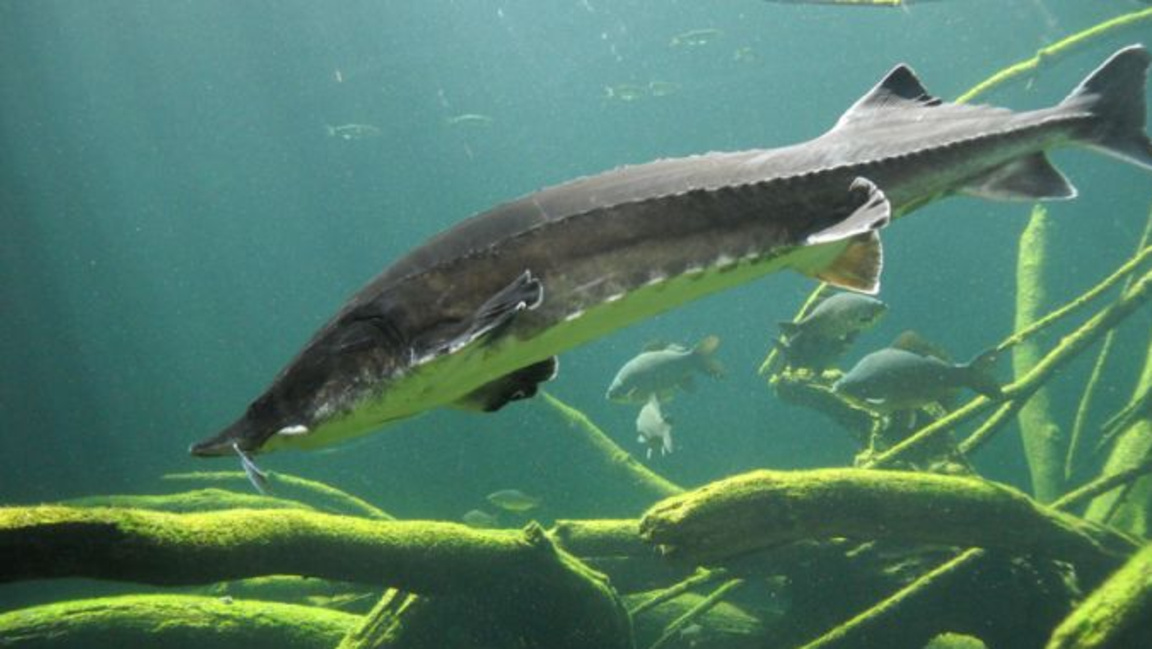 България – на първо място по износ на черен хайвер в Европа