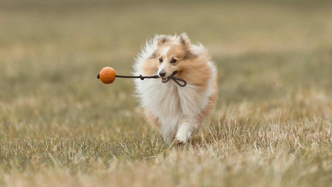 Снимката е илюстративна куче