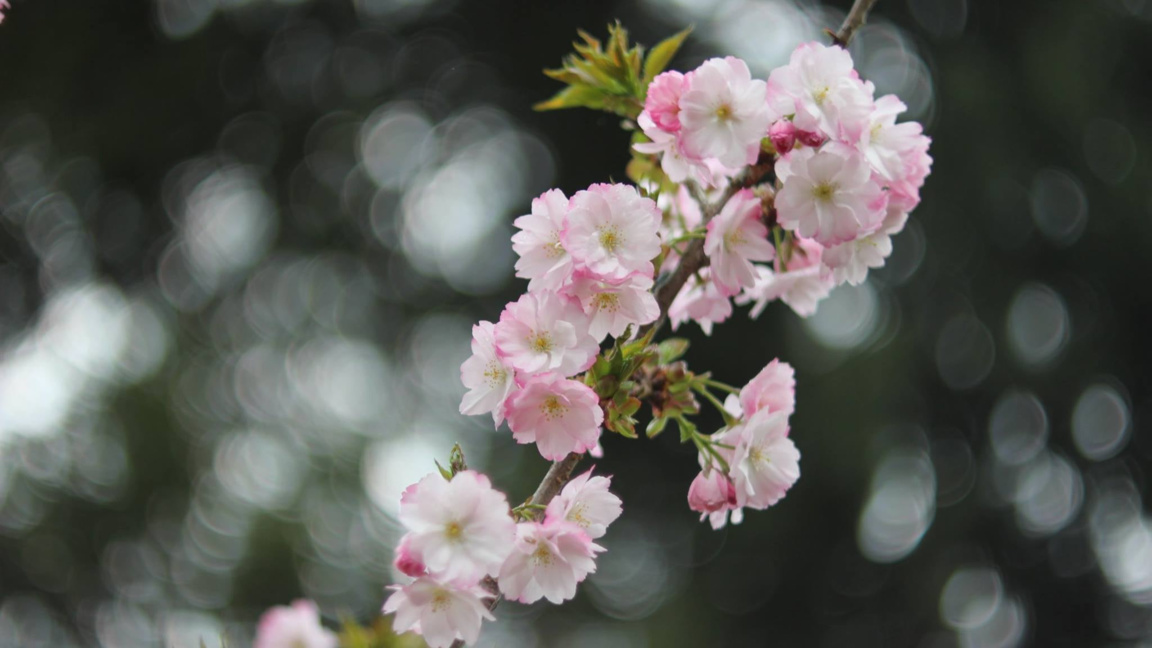 Владислав Христов: Радостта е най-краткият път към хайку