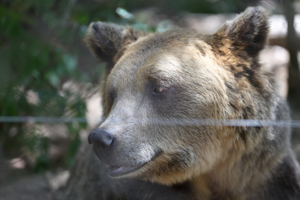 Лесничеи денонощно дежурят за мечките в Карловско
