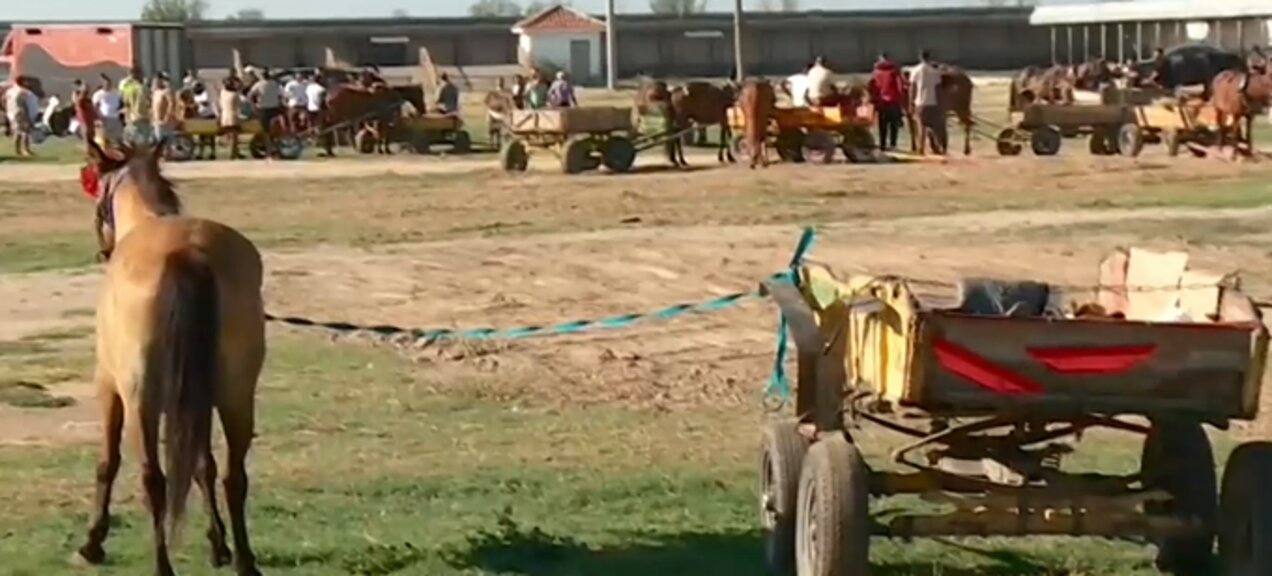 Продължават проверките на пазара за животни в Раковски