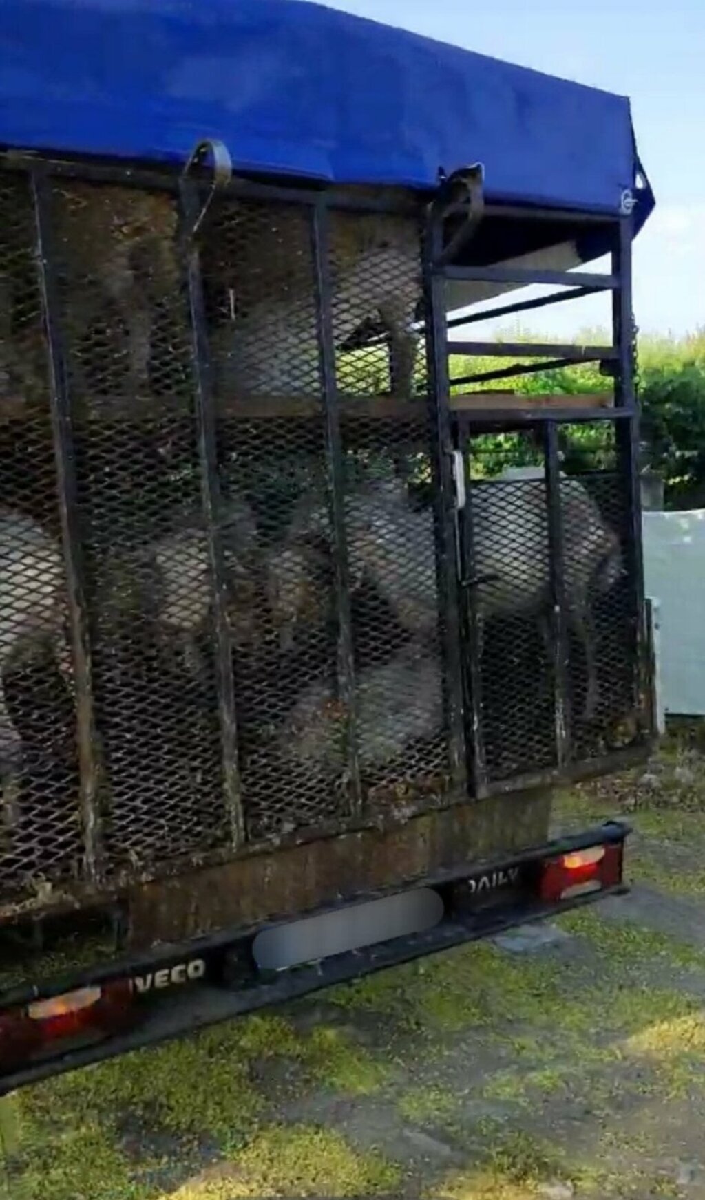 Разкриха незаконен превоз на кози в Пловдивско