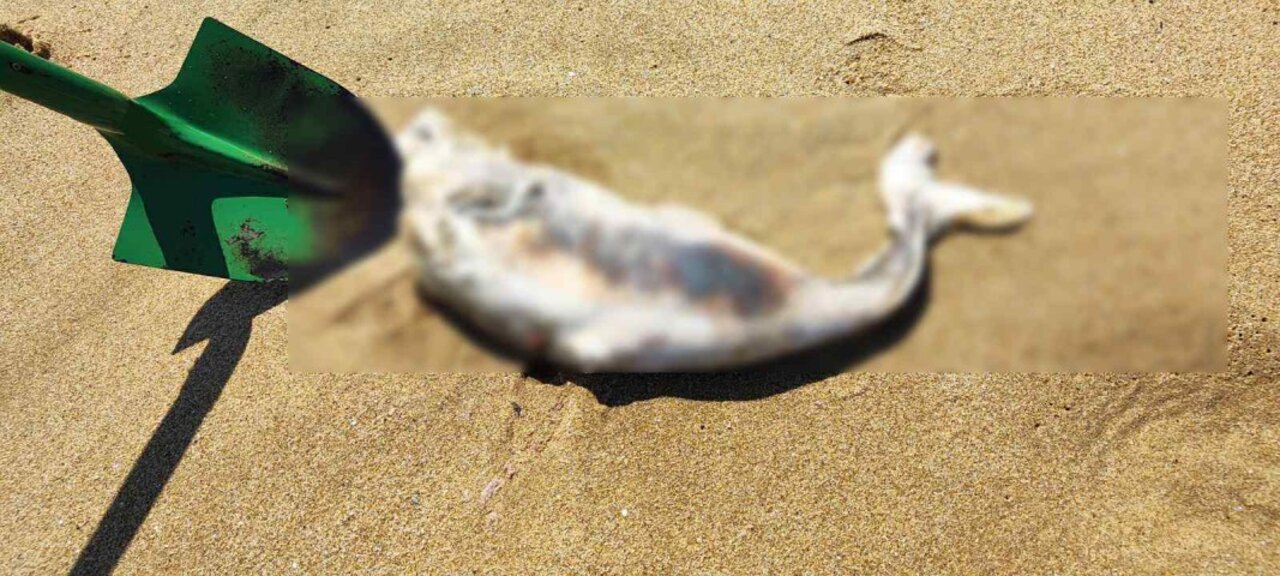Варненец: Морето изхвърли 25 обезглавени бебета делфини на Кара дере