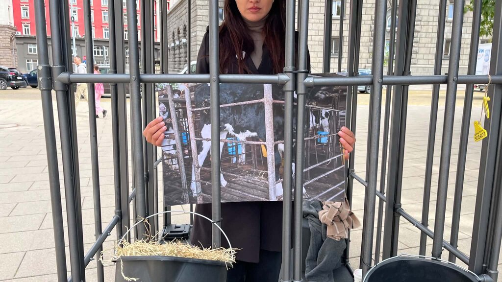 200 доброволци се редуват в клетка на протест срещу изолацията на телета 