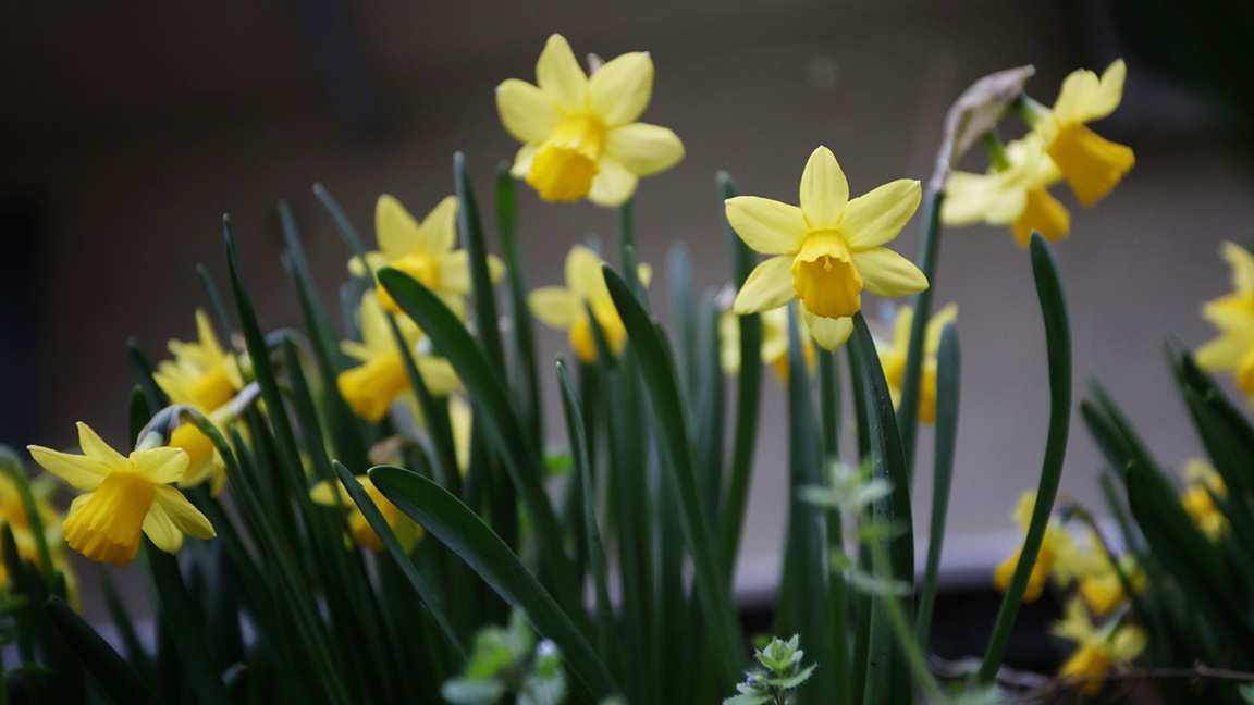 Previsión del tiempo para el 25 de marzo
