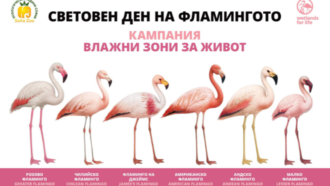 Изключително красиво, почти сюрреалистично създание
