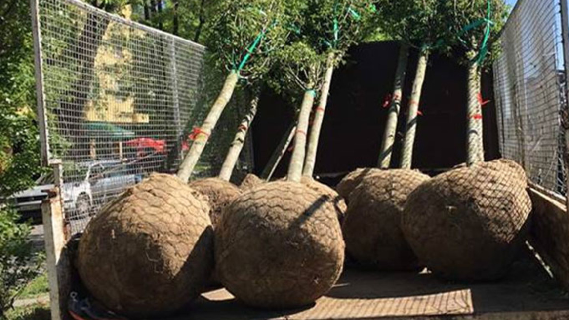 Засаждат 110 хиляди фиданки на територията на СЦДП - Габрово