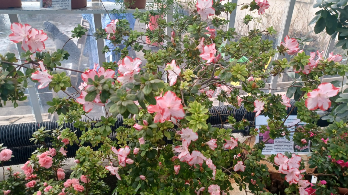 Ботаническата градина на БАН представя цъфтящи азалии и рододендрони