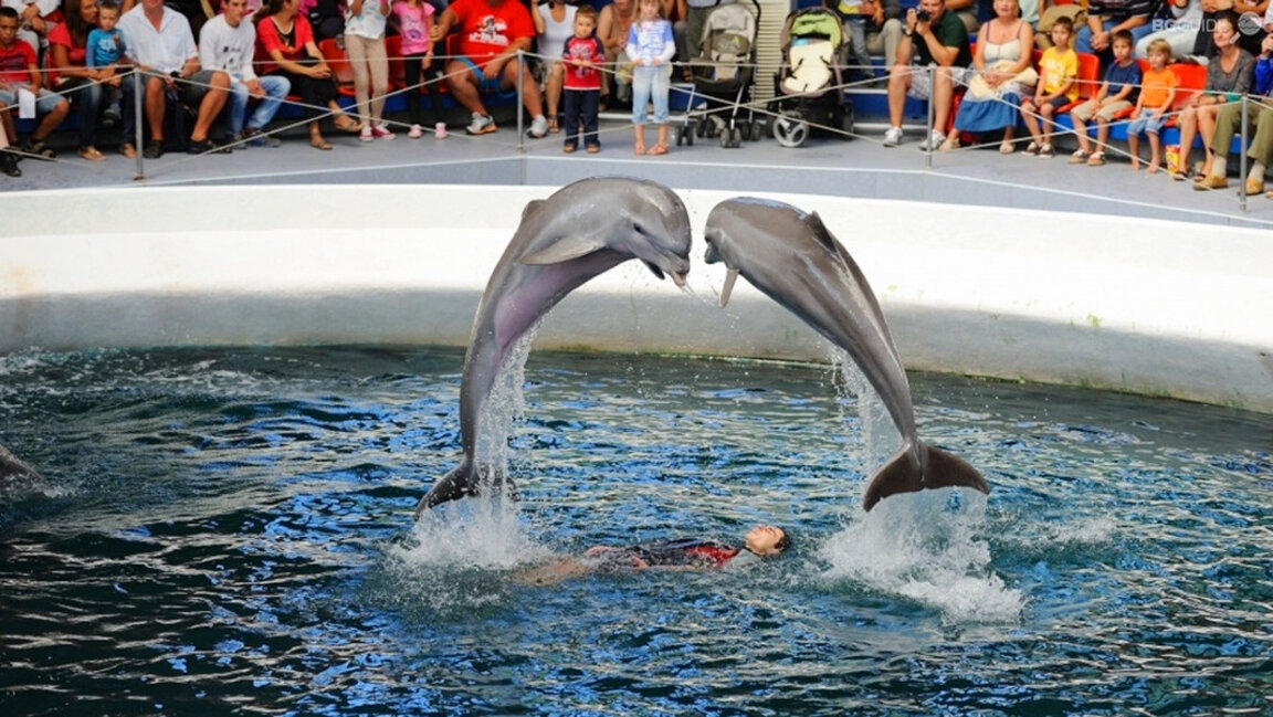Show mit Delfinen - eine der Sommerattraktionen in Warna