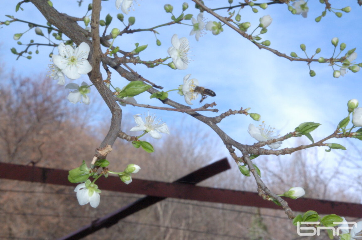 Сливови дървета цъфнаха в Монтана