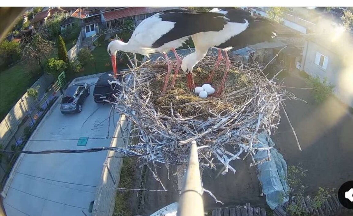 Еньо и Енина - щъркелите -инфлуенсъри от казанлъшкото село Енина