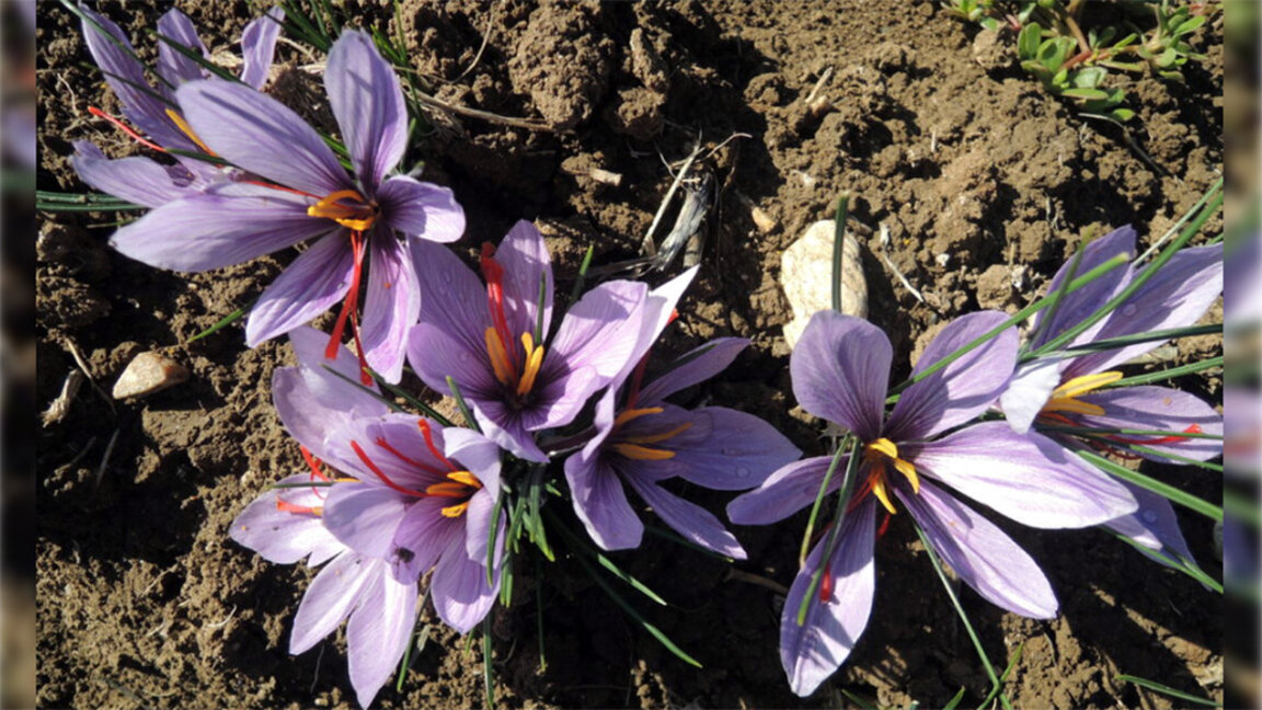 Interest in saffron production in Bulgaria is growing