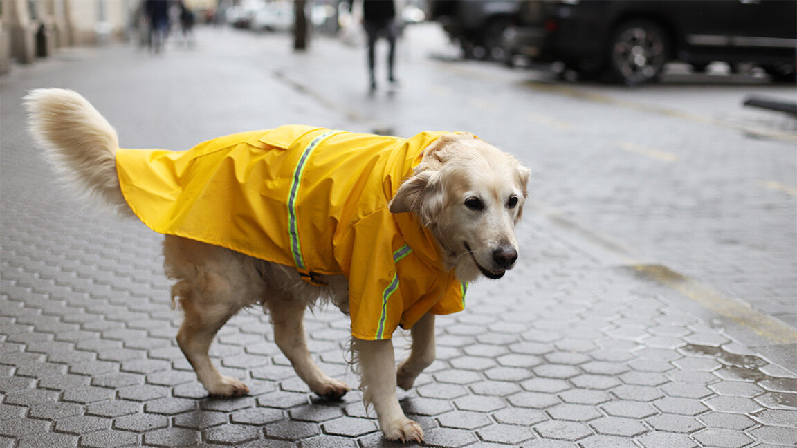 Météo : Samedi pluvieux