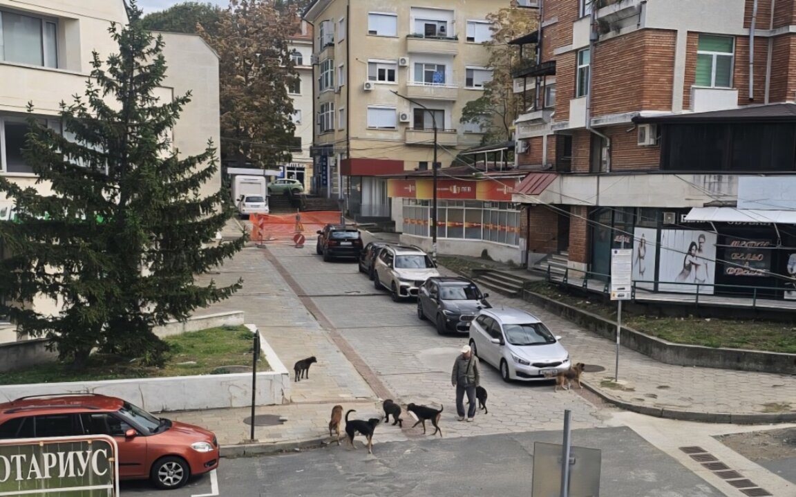 Глутница бездомни кучета всява страх в центъра на Кърджали