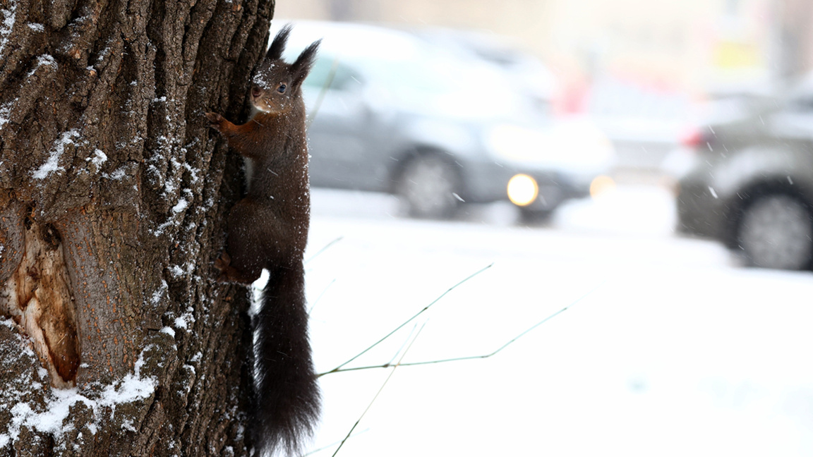 прогноза за времето сняг