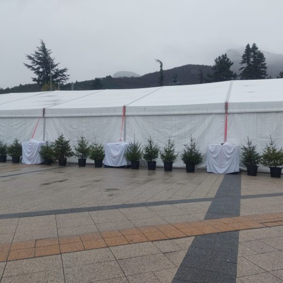 50 броя живи коледни елхи ще красят центъра на Враца