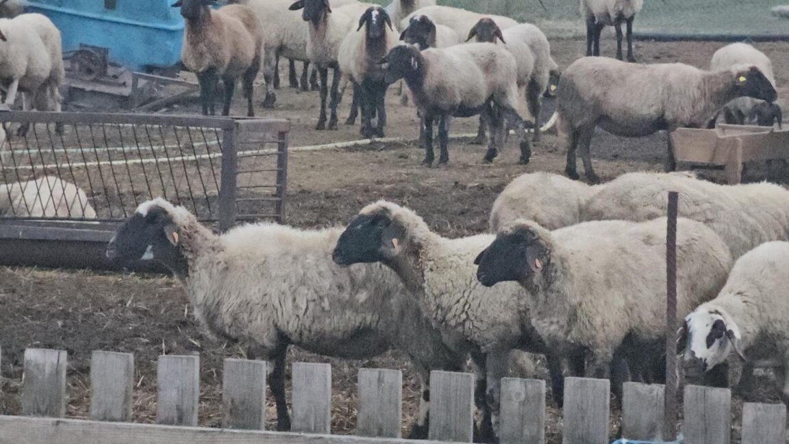 Заради шарка унищожават стадо с 1000 овце в казанлъшкото село Шейново