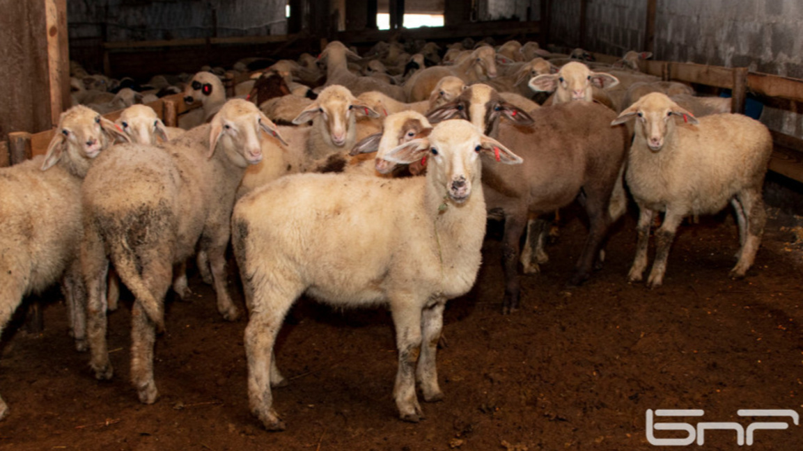 Животновъди: Нямаме предвидени в бюджетите разходи за инсинератори