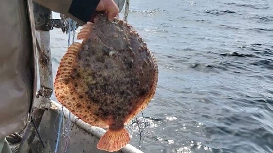 България настоява за запазване на квотите за калкан и цаца в Черно море