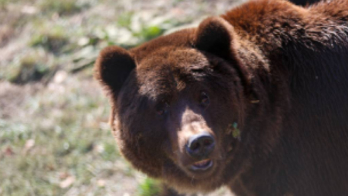 Пажња, медвед! Инцидент у Карлову покренуо дебату о суживоту човека и звери