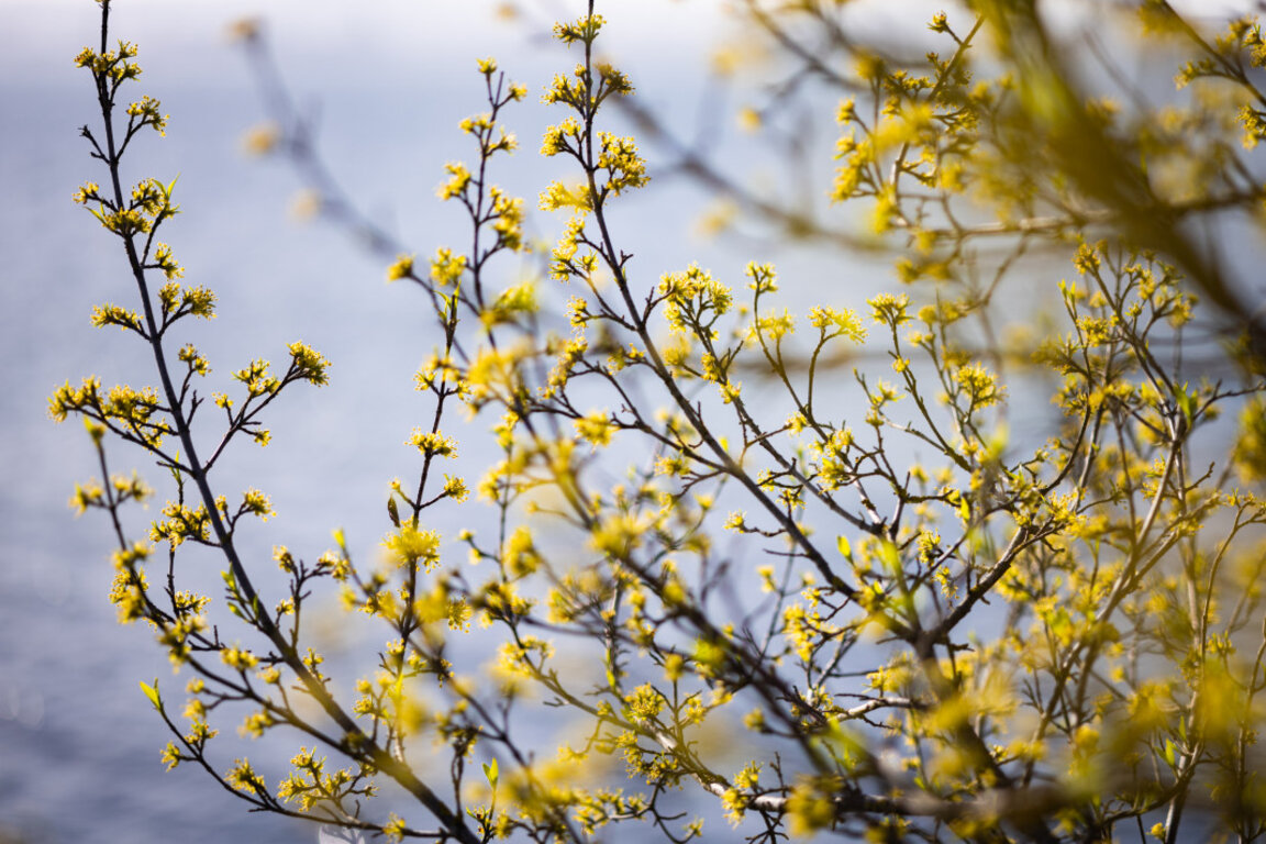 Пролетта се завръща: Слънчев петък, с градуси до 18. Съботата и неделята – облачни