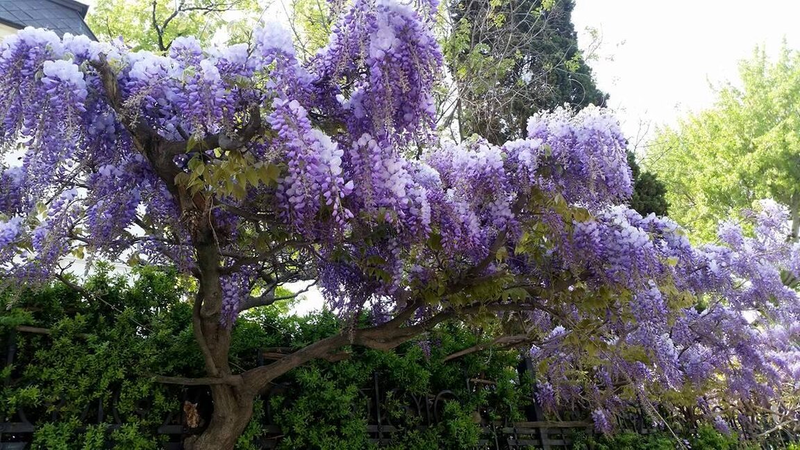 Πρόγνωση του καιρού για τις 12.05.2025