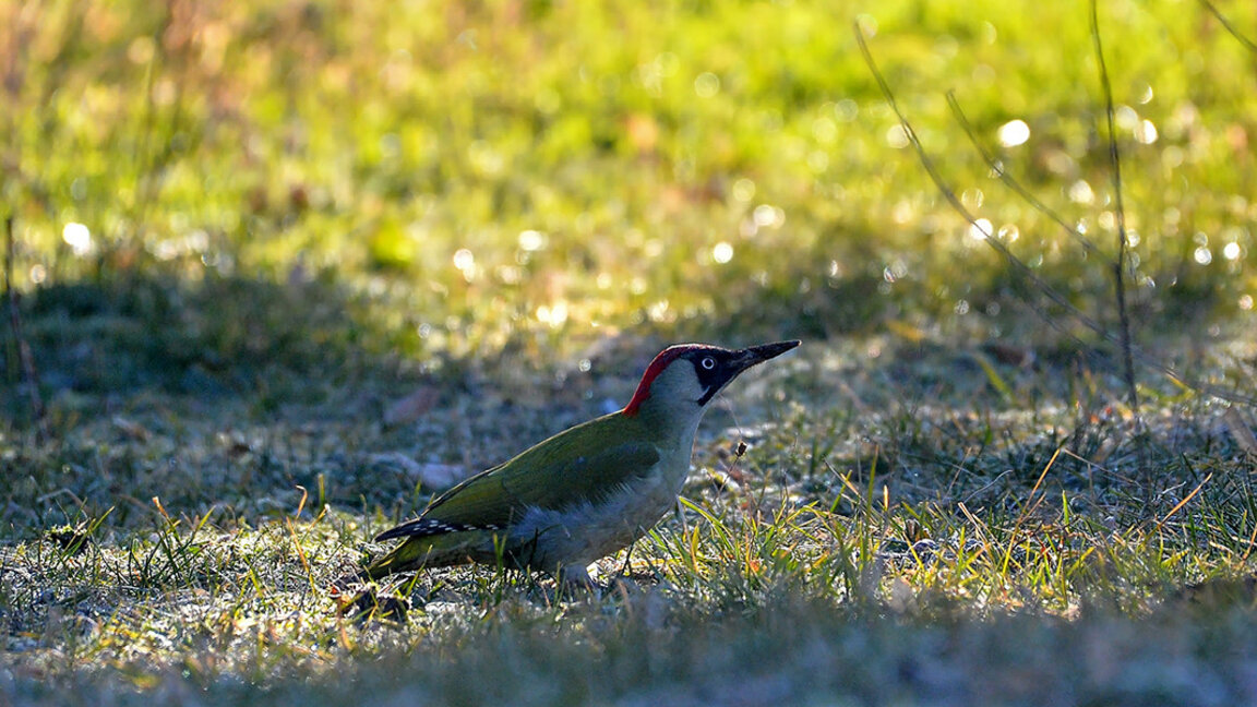 Temperaturile vor crește la sfârșitul săptămânii