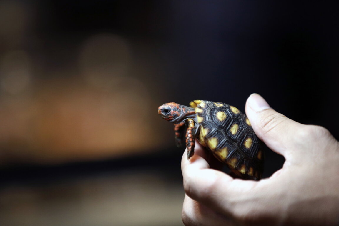 Японските пощи спират доставката на живи влечуги