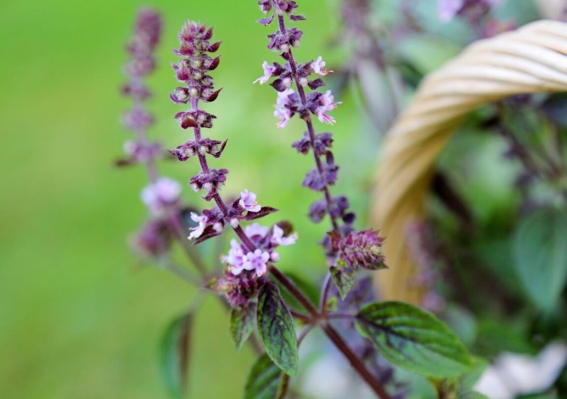 Еньовден - празник на билките и на фармацевтите