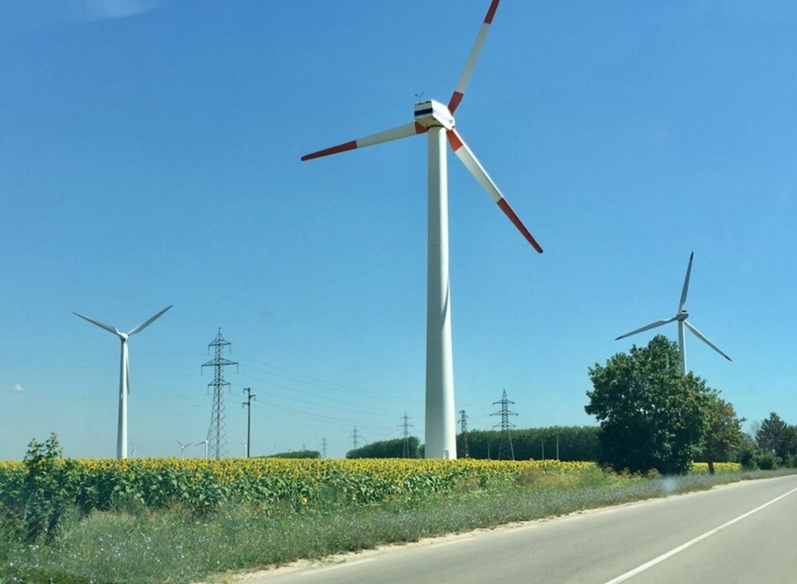Câmp de floarea soarelui din Dobrogea de Sud