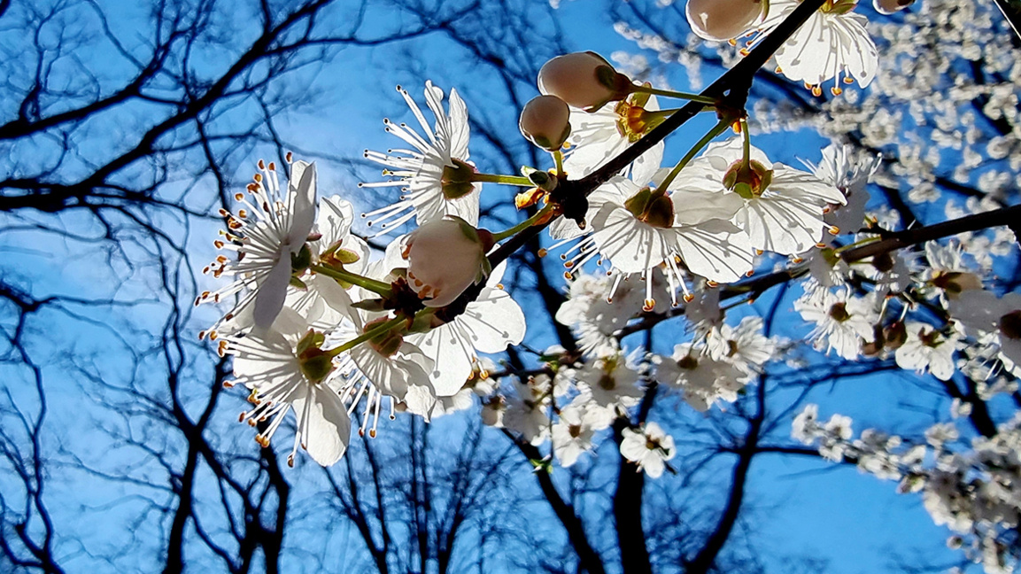 прогноза за времето Остава пролетно