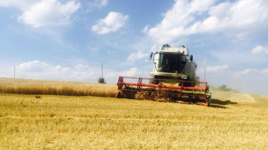 Зърнопроизводителите са ожънали 7 131 095 тона пшеница