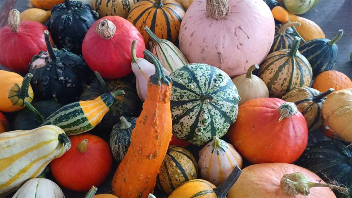 Botanischer Garten lädt zu den „Herbstbegegnungen mit den Pflanzen“ ein