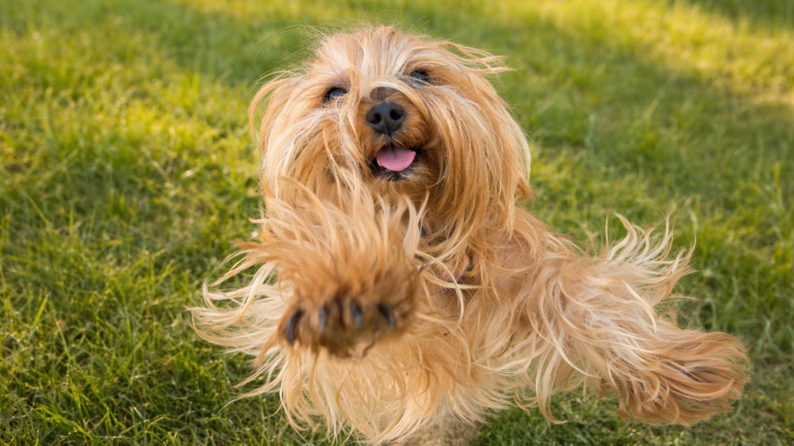 Рая – йоркито, което обича слънцето, децата и… краставиците