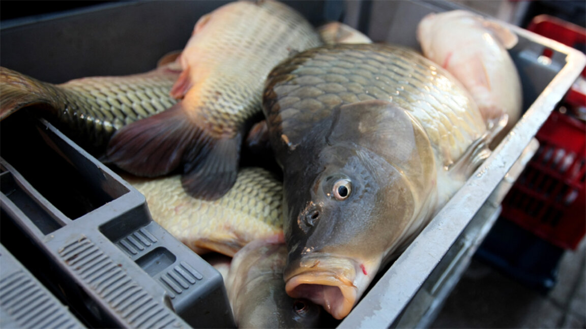 НОВИЯТ ДЕН на 6 декември с Иван Барбов
