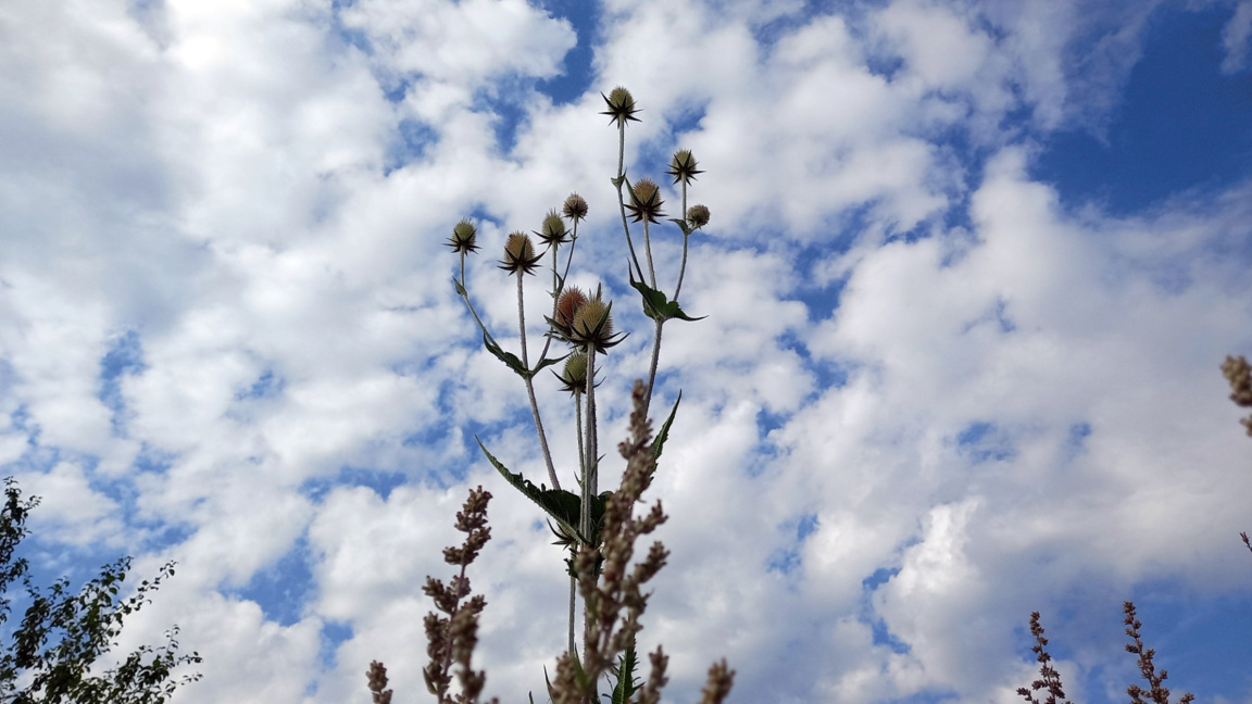Autumn arrives on Independence Day with cooler temperatures and rainfall
